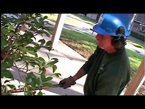 Tree Service and Stump Grinding | Tree Tech Services | Sacramento | Certified Arborists