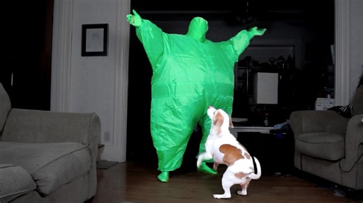 Dog dances with man in chub suit and steals scene