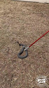 Gentle Rinkhals Catch. Rinkhals (Hemachatus haemachatus) can be intimidating to work with but if you are calm and gentle they are easy to catch. Join us for a Venomous Snake Handling course and learn how to safely catch and release snakes yourself! #snake #animal #wildliferescue #africa #rinkhals #reptile #snakecourse #snaketraining #reelschallenge #africansnakebiteinstitute | African Snakebite Institute