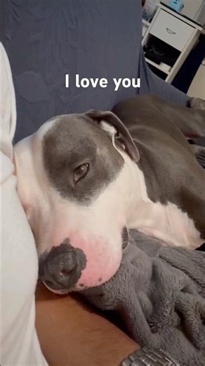 Nighty night all doggo frenz❤️❤️🐶🐶#dogshorts #dogsofyoutube