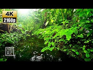 Plant Music🌿for Uplifting your feelings, 4K UHD 12 HOURS, with Water Sound in Subtropical Biotope.