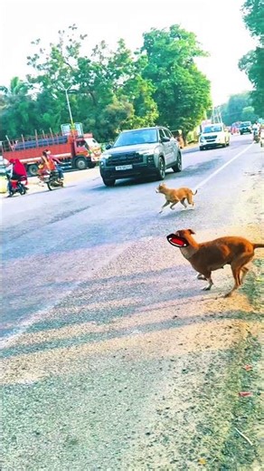 Dog Funny video| Mighty Tamil | #dog #thalapathy #funnyvideo