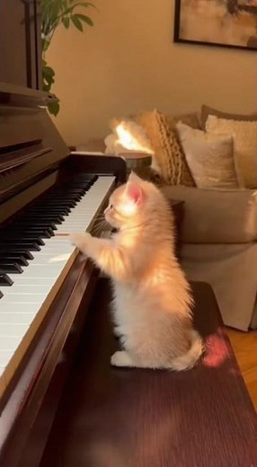 Adorable Kitten Plays Piano and Sings Like a Pro! 🐱🎹🎶 | Cutest Moment Ever