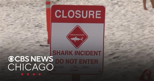 Shark attacks up sharply in 2025