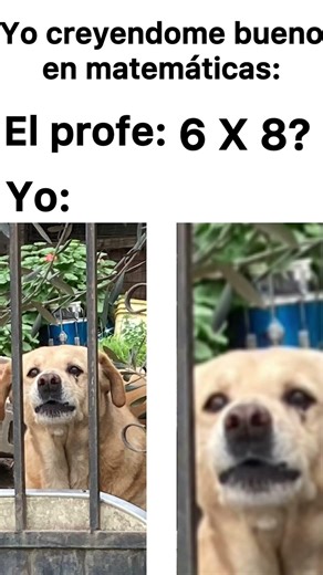Meme - Este perro me ladró y lo hice meme como venganza🔥