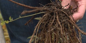 Alaska Native plants provide food, medicine