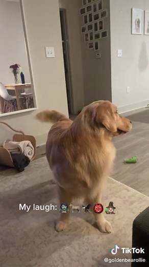 Golden Retriever Shaking Pizza for Food | Hilarious Reaction