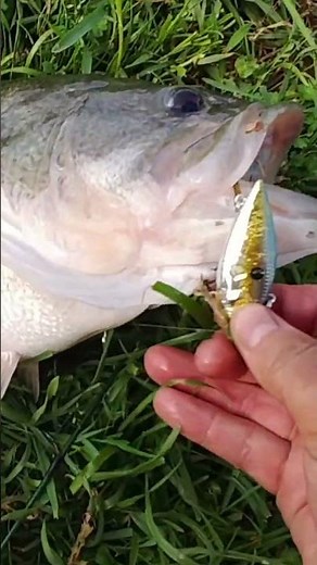 🎣 Big Bass LOVE Lipless Crankbaits! 😳 (Shore Fishing)