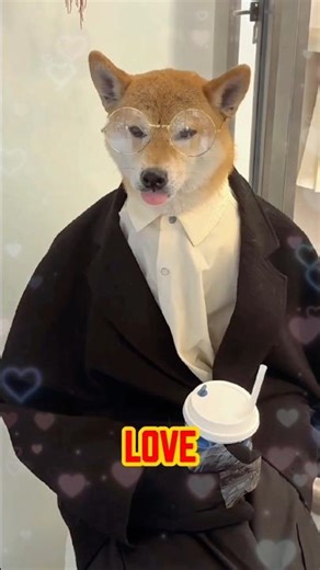 This Stray Dog Became a Model… His Salary Will Make You Cry 🥺🐾 #shorts #model #salary