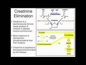 Creatine Function (2/2): Degradation to Creatinine