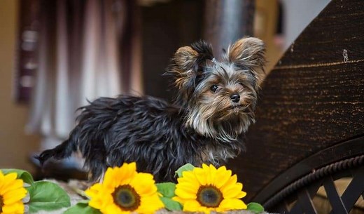 Why Do Yorkies Stink? Red Flags to Watch For | The Dog Tale