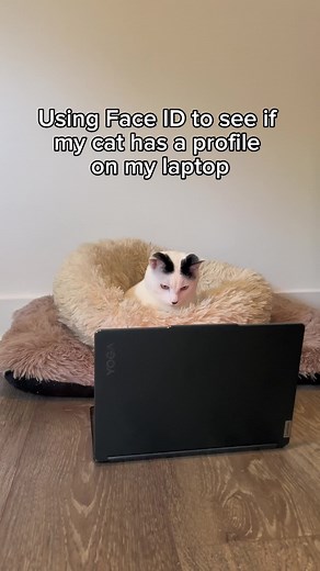 Cat Plays with Lenovo Laptop - Hilarious Cat and Laptop Moments!