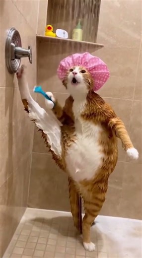 Opera Shower: The Cat Who Sings While Shaving