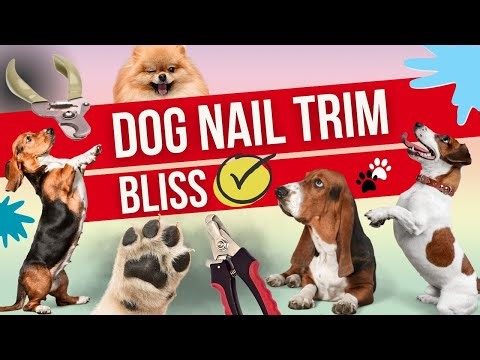 Trim Dog Nails: Practice method for beginners