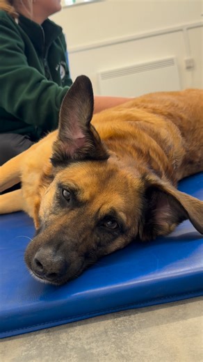 Rehab isn’t all hard work — sometimes it’s about rest and relaxation! Massage therapy plays a key role in canine rehabilitation. It helps relieve muscle tension, improve circulation, reduce pain, and support recovery. Massage isn’t just a treat — it’s an important part of healing. ❤️‍🩹 If you think massage could help your dog, get in touch with us today! Existing clients: Don’t forget to book your massage deal available throughout November and December. #CanineMassage #DogPhysiotherapy #WinterW