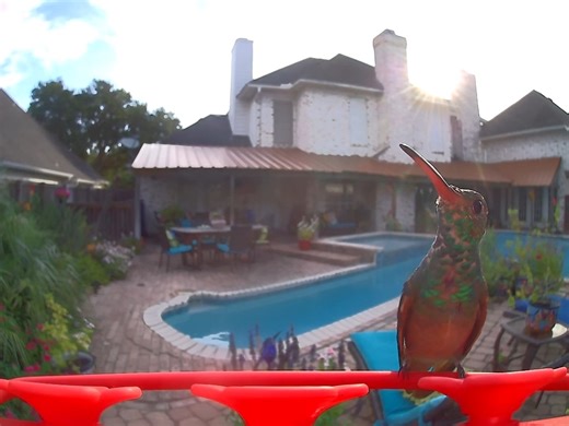 💜HUMMINGBIRD VIDEO OF THE DAY! 🩷 By Barbara VanMatre, Corpus Christi, TX Buff-bellied are year round residents in South Texas and fledglings are starting to visit the feeders. August 2025 ________________________________________________________ 🍁 Capture the Falll Migration w/a Smart Feeder like this ($94.99) 🌸 VIEW ON AMAZON: https://amzn.to/4mzbgld ________________________________________________________ Affiliate link. As an Amazon Associate I earn from qualifying purchases. Shop here & s