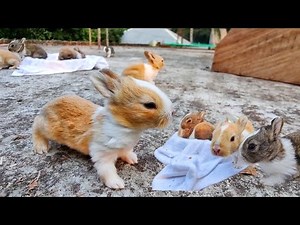Baby rabbits attacking camera | rabbit angry sounds | Rabbit scream