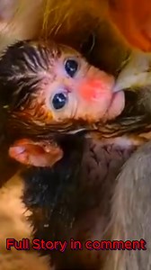 Immerse yourself in the soothing sounds of nature with cute baby monkeys and birds chirping. Perfect for mindfulness and focus, this peaceful ambiance brings calm to your day. 🌿🐒 #troopdynamics #primatecare #wildlifestories #animalcompassion #wildliferescue #naturelove #savewildlife #MonkeyLife #NatureDrama #babymonkey | Monkey Cambodia