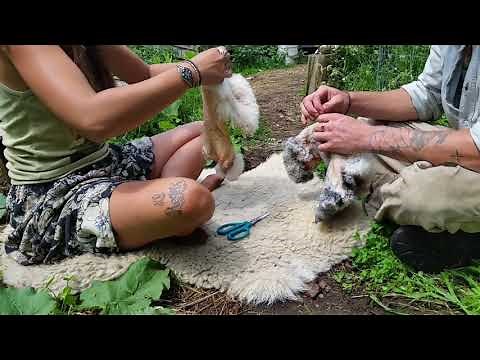 Tanning Rabbit Hides with Eggs