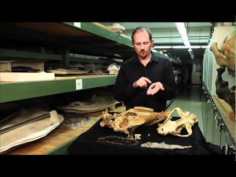 How do we know what dinosaurs and other extinct animals ate?