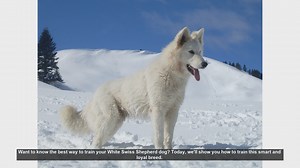 How to Train Your White Swiss Shepherd: Tips for Success
