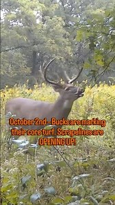 October 2nd Whitetail Strategy: Hunt Fresh Scrape Lines! 🎯
