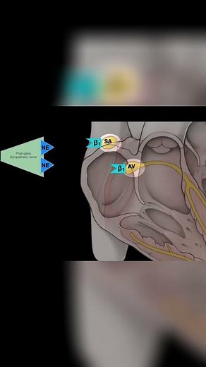 Adrenergic receptors - SA and AV Nodes #shorts #anatomy #science #heart