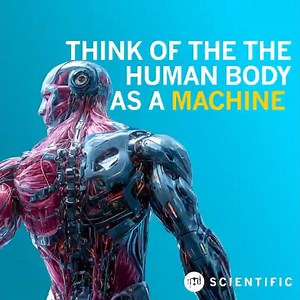 The Human Body As a Machine?