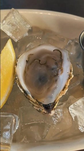 Hidden Gem in Bar Harbor! Epic Pub Food at Black Friar Pub & Inn 🍺🦞