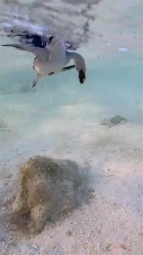 Go turtle go! | I Love The Ocean