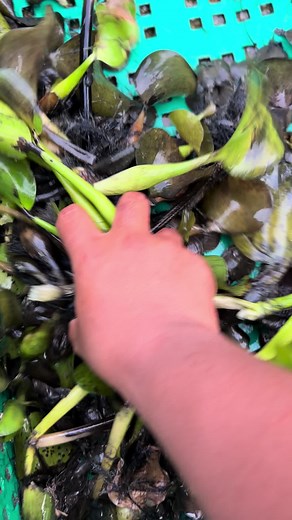 โกบ๊วย บน TikTok