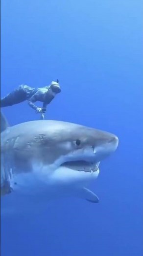 Little to Legendary: Animal Size Transformations