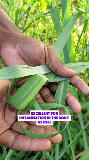 Do You Know This Traditional Herb with refreshing aroma#Lemongrass #NaturalHealing #HerbalTea