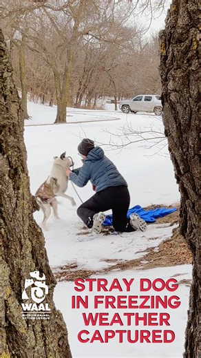 2.6M views · 95K reactions | WAAL's welfare team has been busy since...