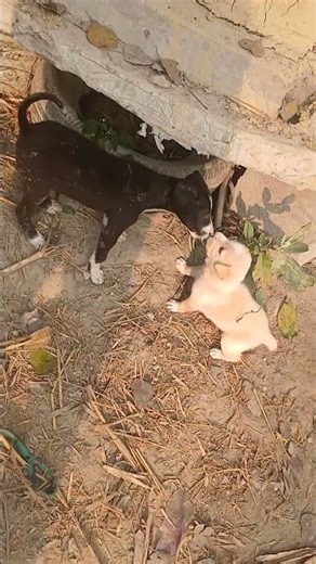 Real Aggressive Dog Barking | Scary Dog Sound Warning!