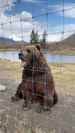 Sério, não estava a nem 2 metros de mim! 🐻 Esse é o Alaska Wildlife Conservation Center