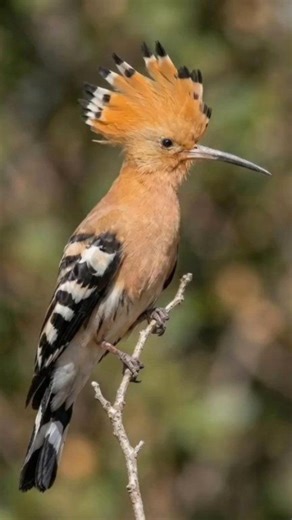 🌿 Eurasian Hoopoe’s Iconic ‘Hoop-Hoop-Hoop’ in Nature 🎶🌿✨🎣 4K The Eurasian hoopoe is the most widespread species of the genus Upupa. It is a distinctive cinnamon coloured bird with black and white wings, a tall erectile crest, a broad white band across a black tail, and a long narrow downcurved bill. Scientific name Upupa epops Mass 46-89 g #EurasianHoopoe #HoopoeCall #BirdSounds #ExoticBirds #NatureReel #birdsofinstagram #BirdWatching #nature #WildlifeReel #outdoor #WildlifeEncounter #birds