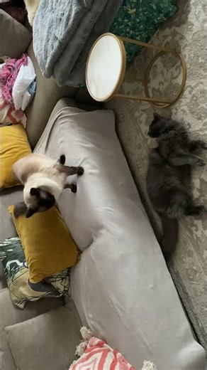 Benya Cat visiting his friend Stormi