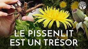 651 reactions · 295 shares |  En salade, en infusion, ou sa racine rissolée à la poêle... Découvrez comment profiter du pissenlit toute l’année 綾☕ 珞 Envie d'en apprendre plus sur les plantes sauvages ?  Recevez gratuitement par mail tout sur nos 6 plantes comestibles et médicinales préférées et apprenez à les cueillir.  | Le Chemin de la Nature | Facebook