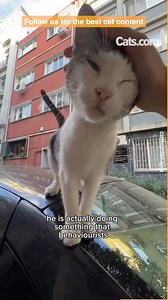 Why does your kitty rub their head on you? Watch this to find out! | Cats.com