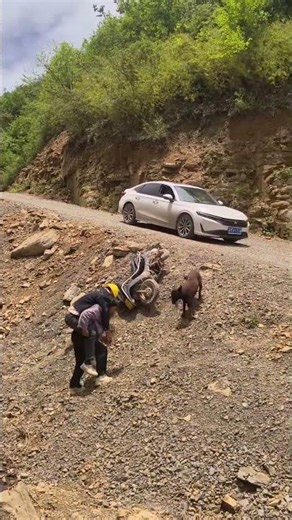 A loyal dog stays by its injured owner's side, a touching scene.#kindness #inspiration #funny