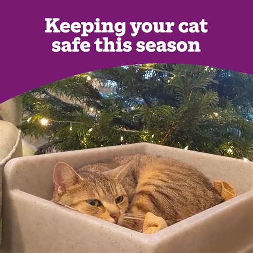 As the festive season approaches and decorations go up, don’t forget some Christmas decor can be harmful to cats. Keep your furry friend safe this holiday season. 🎄 | Cats Protection