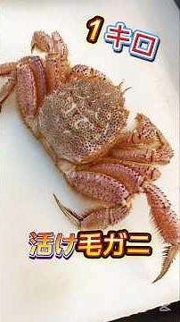 １キロ毛ガニ捌きで湯がきから行いました #毛ガニ #毛ガニ捌き #毛ガニ茹で方