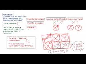 Biology lessons| Sex linkage diseases - Inheritance