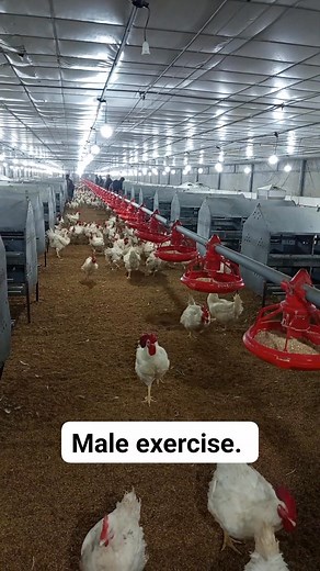 Male exercise.. #farmlife #exercise #male #poultry | Abdur Rahman Sarkar