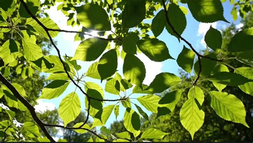 Sunlight dancing through the leaves, painting the forest in shades of green. 🌿☀️✨ #nature #greenleaves #sunlight #forestvibes #naturevideo 🌿