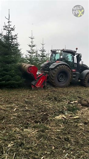 Are Christmas Tree Farms Secretly Harming the Environment? 🎄🌍