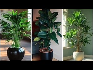 Top 5 Low Light Indoor Trees 🌿 Perfect for Stylish & Cozy Home Decor!