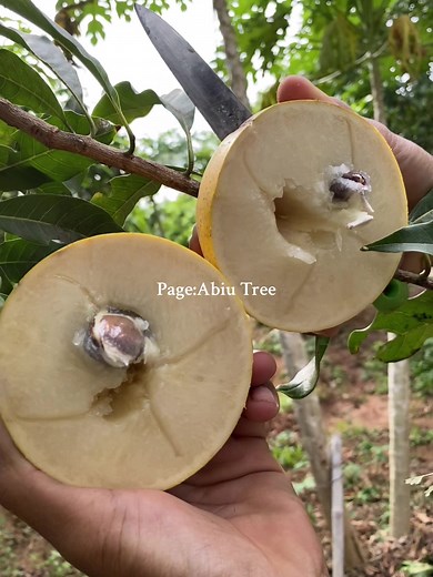 FB:ទឹកដោះតៃវ៉ាន់-Abiu Tree នៅលើ TikTok