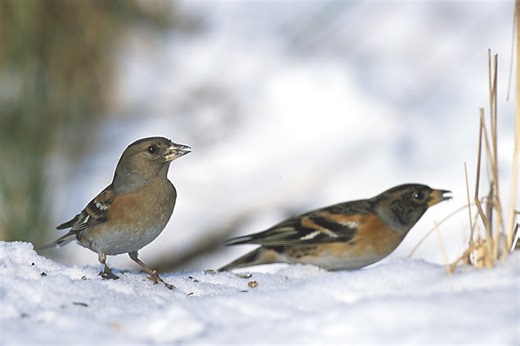 These tiny birds form snowstorm-like flocks of millions – the largest ever recorded in Europe